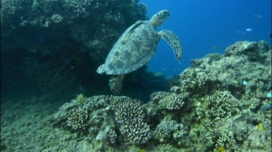 Tortues sur zone de repos