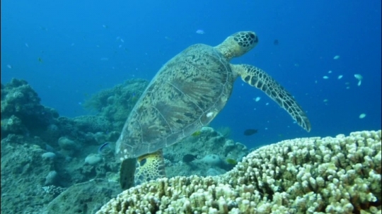 Tortues sur zone de repos