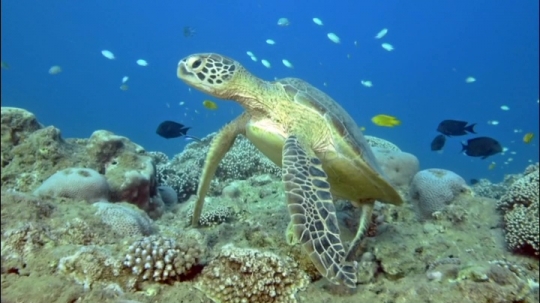 Tortues sur zone de repos