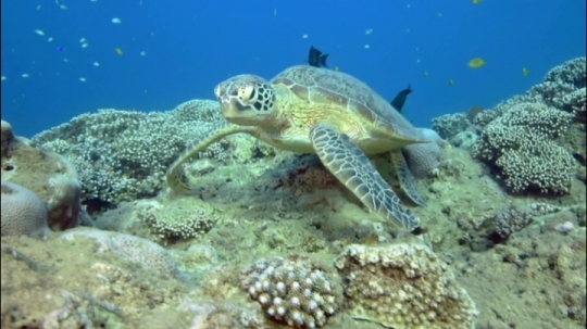 Tortues sur zone de repos