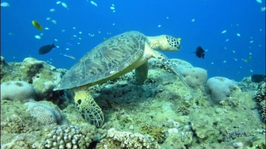 Tortues vertes et zones de repos
