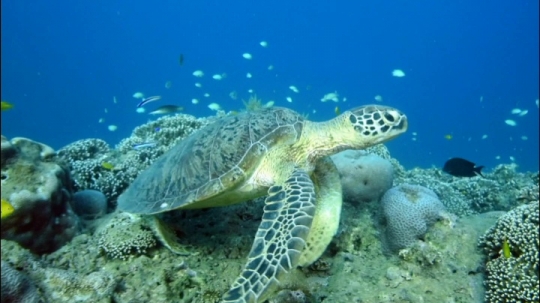Tortues vertes et zones de repos