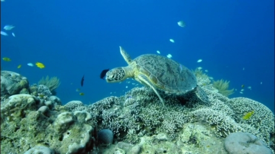 Tortues vertes et zones de repos