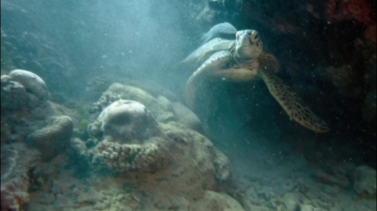 Tortues vertes et zones de repos