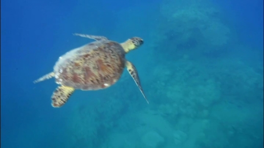 Tortues vertes et zones de repos