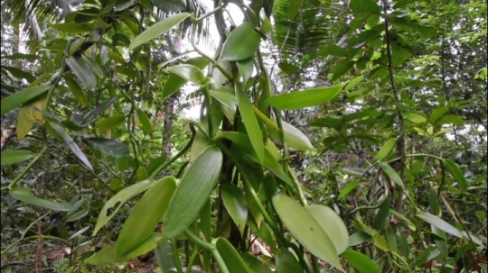 Vanille de Mayotte - M'Tsangamouji