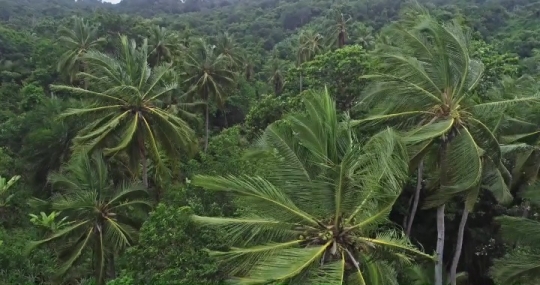 Vent de tempête dans les arbres