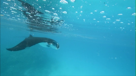 Vidéo de raie Manta
