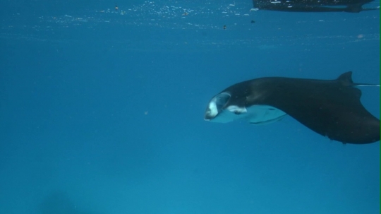 Vidéo de raie Manta