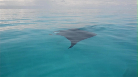 Vidéo de raie Manta