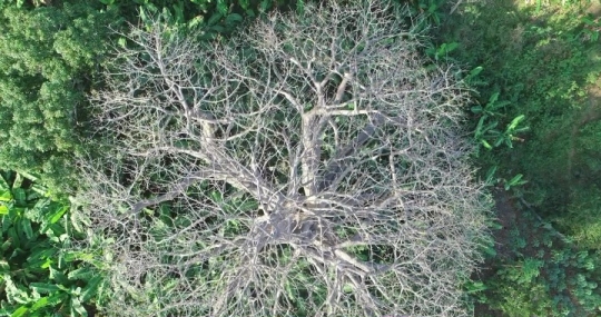 Vue de Baobab par drone