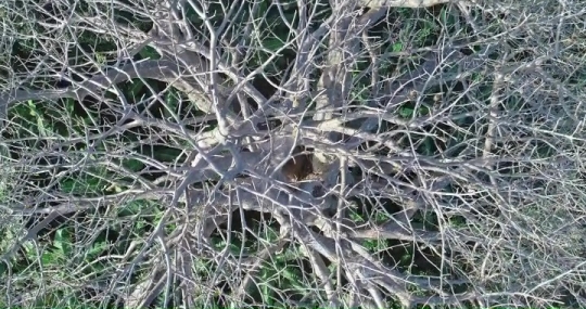 Vue de Baobab par drone
