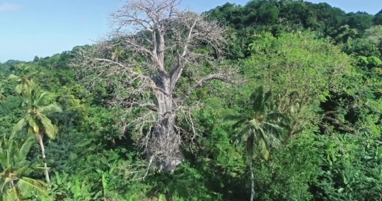 Vue de Baobab par drone