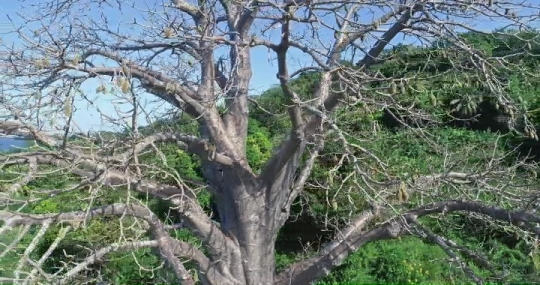 Vue de Baobab par drone