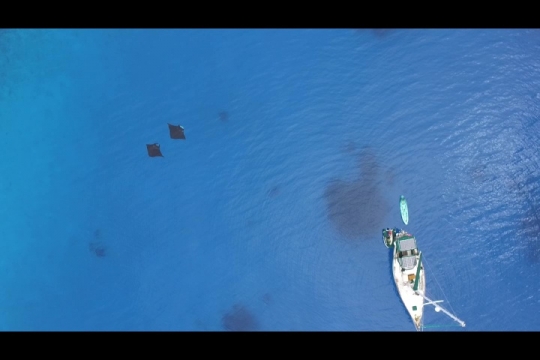 Vue de raies Manta par drone