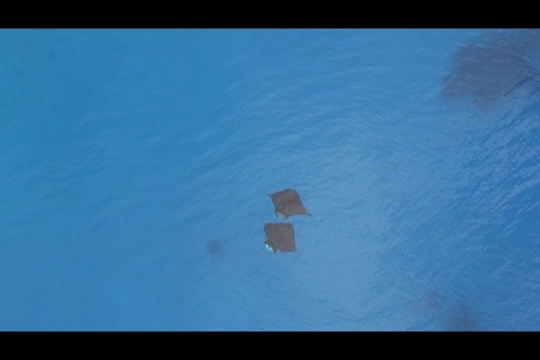 Vue de raies Manta par drone