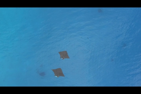 Vue de raies Manta par drone