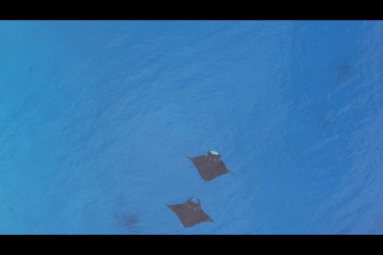 Vue de raies Manta par drone
