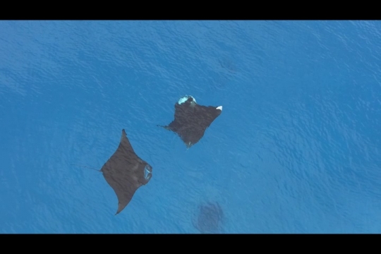 Vue de raies Manta par drone