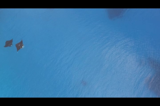 Vue de raies Manta par drone