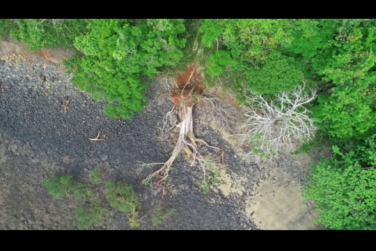 Vue par drone de baobab déchu