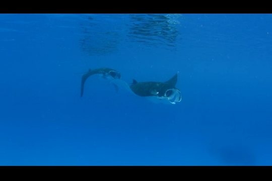 Vue sous-marine de raie Manta