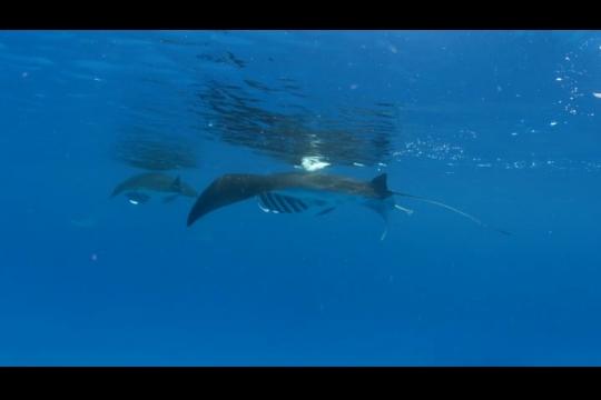 Vue sous-marine de raie Manta