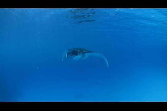 Vue sous-marine de raie Manta