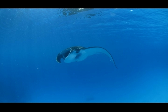 Vue sous-marine de raie Manta