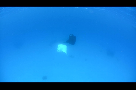 Vue sous-marine de raie Manta