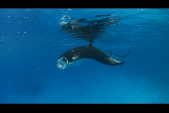 Vue sous-marine de raie Manta