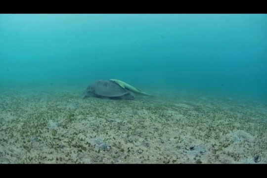 Vue sous-marine de tortue verte sur herbier