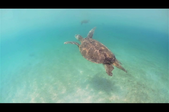 Vue sous-marine de tortue verte sur herbier