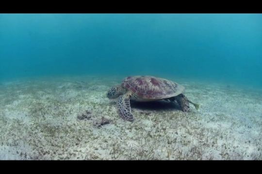 Vue sous-marine de tortue verte sur herbier