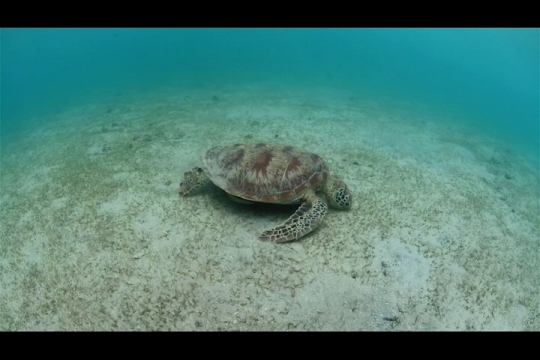 Vue sous-marine de tortue verte sur herbier