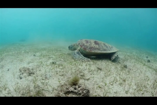 Vue sous-marine de tortue verte sur herbier