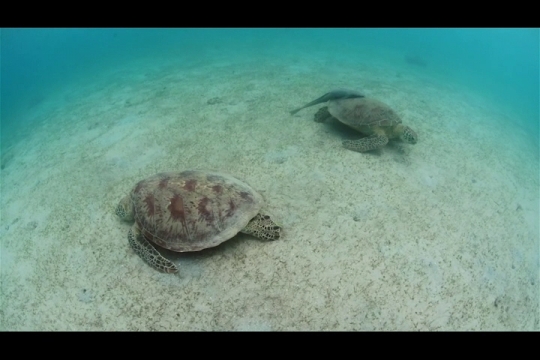 Vue sous-marine de tortue verte sur herbier