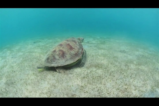Vue sous-marine de tortue verte sur herbier