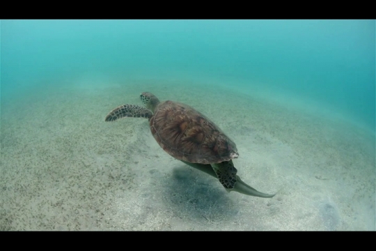 Vue sous-marine de tortue verte sur herbier