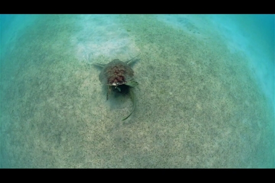 Vue sous-marine de tortue verte sur herbier