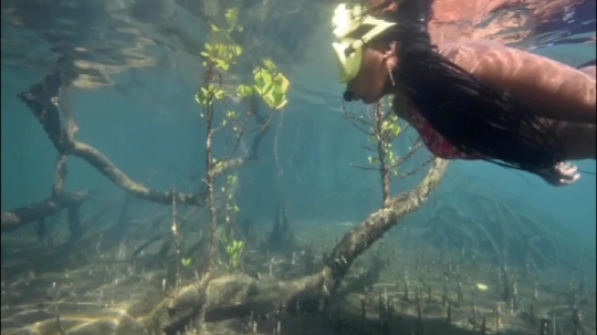 Vues sous-marines de la mangrove de Hanjagoua