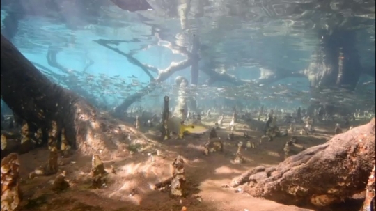 Vues sous-marines de la mangrove de Hanjagoua