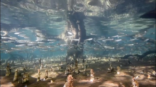 Vues sous-marines de la mangrove de Hanjagoua