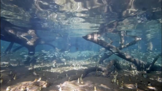Vues sous-marines de la mangrove de Hanjagoua