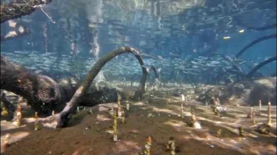 Vues sous-marines de la mangrove de Hanjagoua