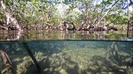 Vues sous-marines de la mangrove de Hanjagoua