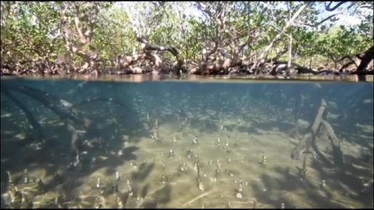 Vues sous-marines de la mangrove de Hanjagoua