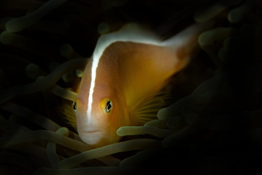 Amphiprion