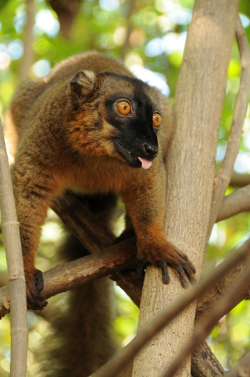 animaux de Mayotte