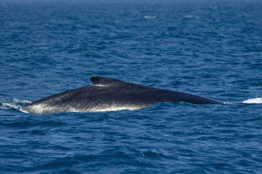 Baleine à bosse
